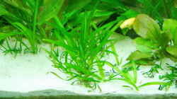 Pflanzen im Aquarium Schaubecken im Wohnzimmer