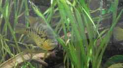 Parachromis