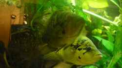 Parachromis