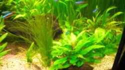 Pflanzen im Aquarium Becken 7771