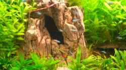 Dekoration im Aquarium Becken 7771