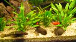 Besatz im Aquarium Becken 7771