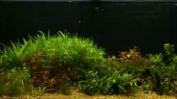 Aquarium Becken 7804