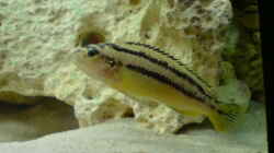 Melanochromis Auratus weiblich