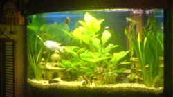 Aquarium Becken 7935