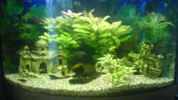 Aquarium Becken 7935