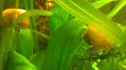 Besatz im Aquarium Becken 7942