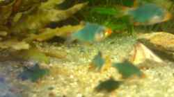 Besatz im Aquarium Becken 7942