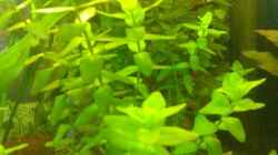 Pflanzen im Aquarium Becken 7942