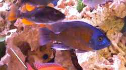 Besatz im Aquarium Becken 7944