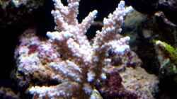 Acropora