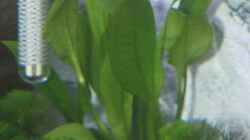 Echinodorus bleheri
