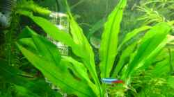 Echinodorus bleheri => heisst die so?