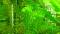 Egeria canadensis