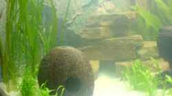 Dekoration im Aquarium Becken 8125