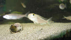 Xenotialpia sima 