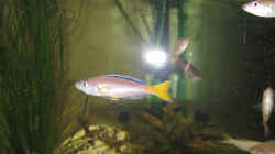 Cyprichromis leptosoma -Bock