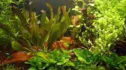 Aquarium Becken 8249