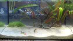 Aquarium Becken 8261