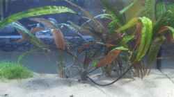 Pflanzen im Aquarium Becken 8261