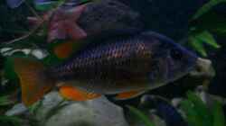 Kadango red w