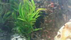 Pflanzen im Aquarium Becken 8425