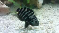 Archocentrus nigrofasciatus Zebra-Buntbarsch (Süd & Mittelamerika)_2x
