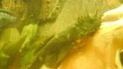 Antennenwels (Amerika, Amazonaszuflüsse)_4x