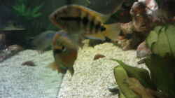 Besatz im Aquarium Becken 8425