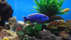 Besatz im Aquarium Becken 8442