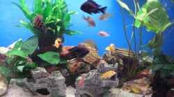 Besatz im Aquarium Becken 8442