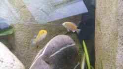 Besatz im Aquarium Becken 8444