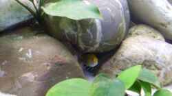 Besatz im Aquarium Becken 8444