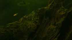 Besatz im Aquarium Becken 8473