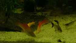 Besatz im Aquarium Becken 8473