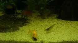 Besatz im Aquarium Becken 8473