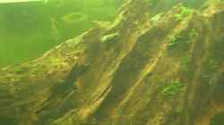 Besatz im Aquarium Becken 8473