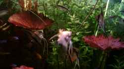 Aquarium Becken 8563