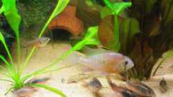 Besatz im Aquarium Becken 8583