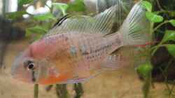 Bolivianischer Schmetterlings Buntbarsch
