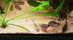 Besatz im Aquarium Becken 8583