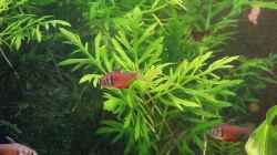 Roter von Rio