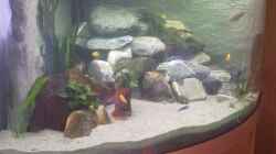 Aquarium Becken 8618