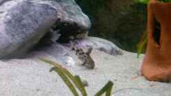 Synodontis (Bastarde)