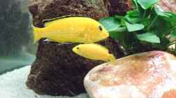 Lapidocrhomis Yellow