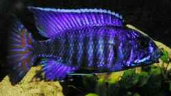 Dekoration im Aquarium Becken 8631