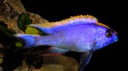 Besatz im Aquarium Becken 8631