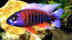 Pflanzen im Aquarium Becken 8631