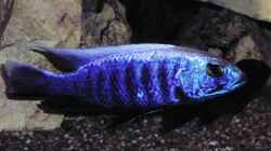 Technik im Aquarium Becken 8631
