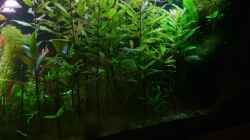 Aquarium Becken 8766